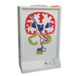 錐體外系電動(dòng)模型圖片