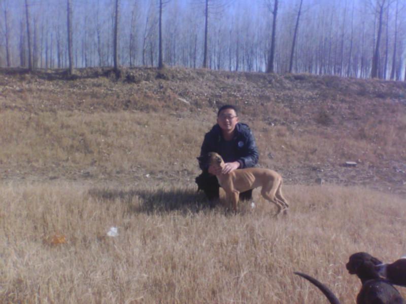 供應重慶格力犬