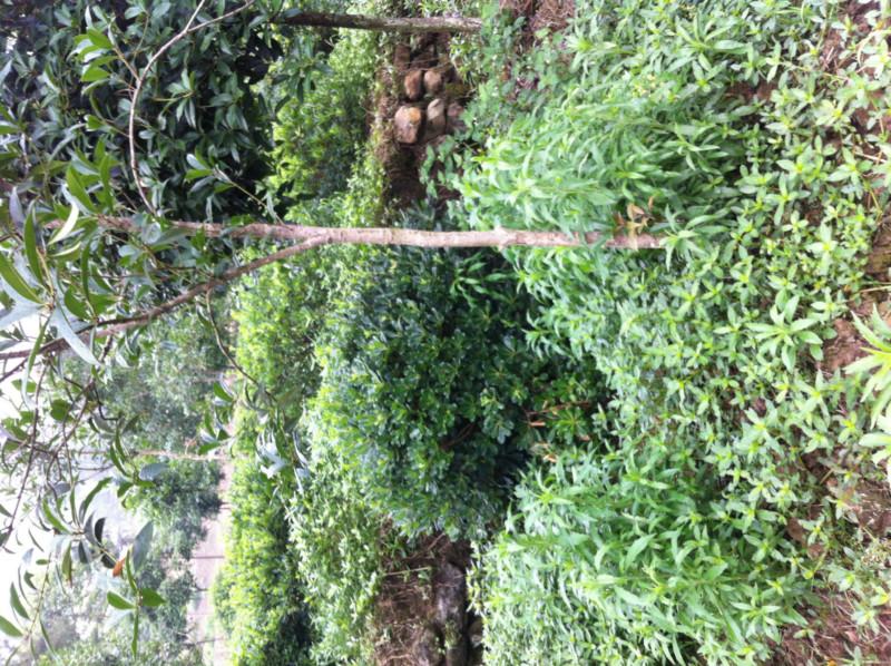 重慶花卉苗木批發(fā)基地出售海桐球圖片