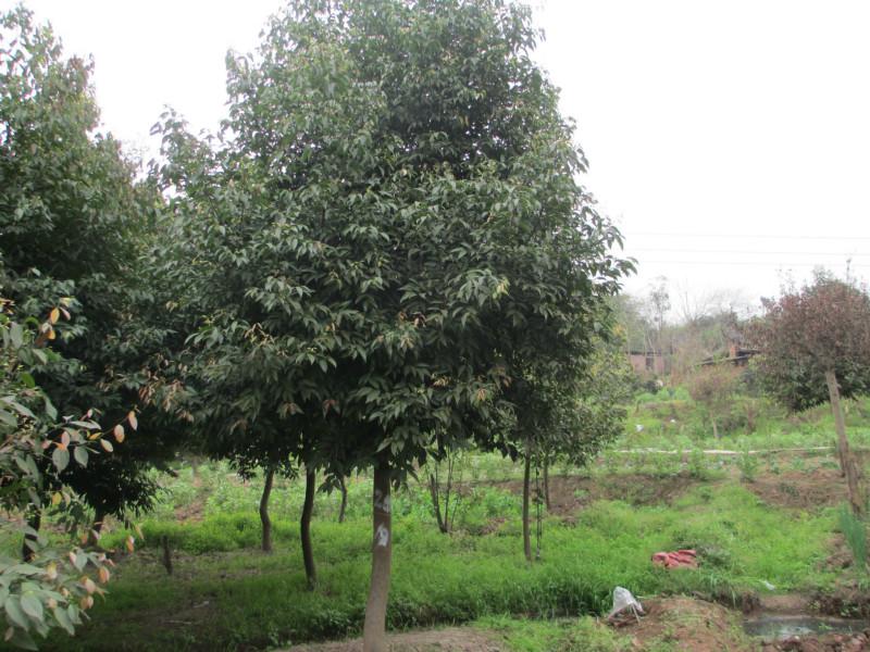 重慶花卉苗木基地出售天竹桂圖片