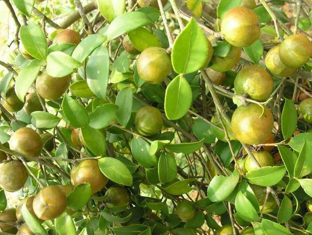 供應(yīng)速生豐產(chǎn)型軟枝油茶嫁接苗