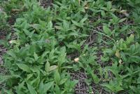 供應(yīng)旱半夏小珠芽（四級(jí)種球）