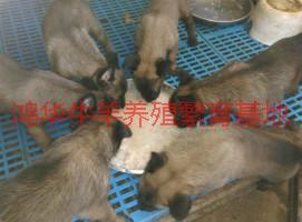 供应马犬幼崽价格马犬幼崽饲养