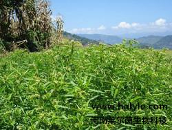河南萊爾茵廠家穿心蓮內酯98價格圖片