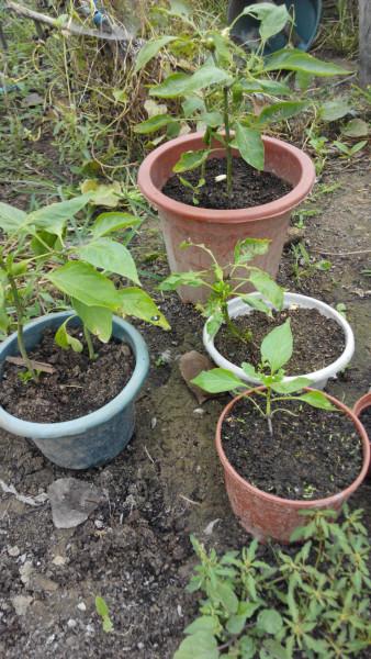 有機基質(zhì)肥料廠家種植有機基質(zhì)肥料廠家有機基質(zhì)肥料廠家批發(fā)