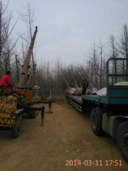 供應(yīng)湖南銀杏15-20公分實(shí)生銀杏