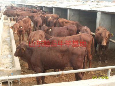 黑龙江肉牛养殖场在哪里供应用于育肥与繁殖的 黑龙江肉牛养殖场在哪里