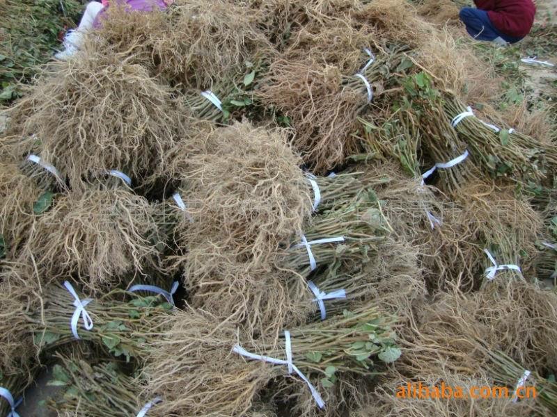 供應(yīng)山東紅心獼猴桃苗木，山東獼猴桃苗價(jià)格信息，山東獼猴桃苗批發(fā)直銷