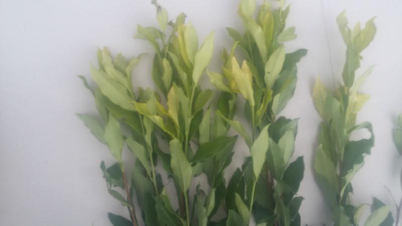 供應(yīng)出售四川黃金芽茶苗價(jià)格批發(fā)
