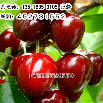 大果車?yán)遄用鐖D片