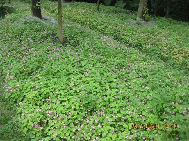 四川紅花醡漿草/紅花醡漿草批發(fā)價(jià)格/成都紅花醡漿草供應(yīng)基地