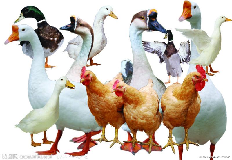 供應(yīng)提高產(chǎn)蛋量延長(zhǎng)產(chǎn)蛋高峰