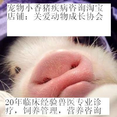 供应3个月宠物猪吃什么不能吃什么