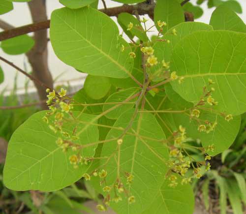 供應(yīng)河北黃櫨 北京黃櫨 天津黃櫨 山西黃櫨 內(nèi)蒙黃櫨