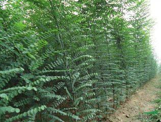 供应山西国槐种植厂家，山西国槐种植基地图片