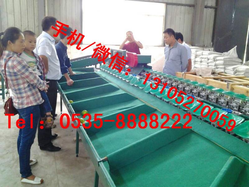 供應(yīng)蘋(píng)果自動(dòng)選果機(jī)/果蔬自動(dòng)分揀設(shè)備/西紅柿分選機(jī)/獼猴桃挑選設(shè)備