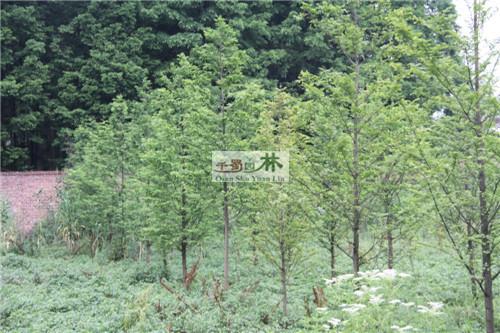 供应四川水杉基地 成都水杉苗圃 四川水杉价格 水杉