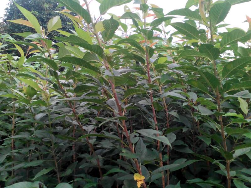 供應(yīng)批發(fā)嫁接晚櫻苗，晚櫻小苗，速生櫻花，紅葉櫻花，