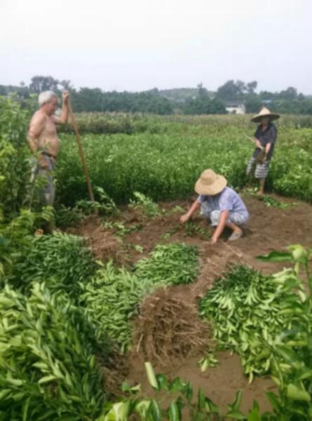 简阳市泰丰苗木种植专业合作社