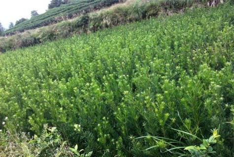 羅漢松苗圖片/羅漢松苗樣板圖 (2)