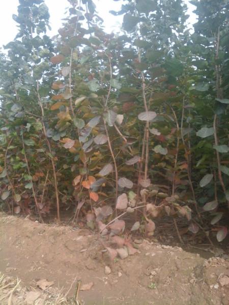 北京香山紅葉圖片