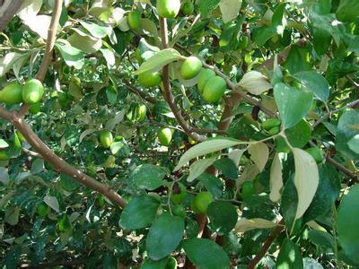 長沙青棗批發(fā)價(jià)格圖片