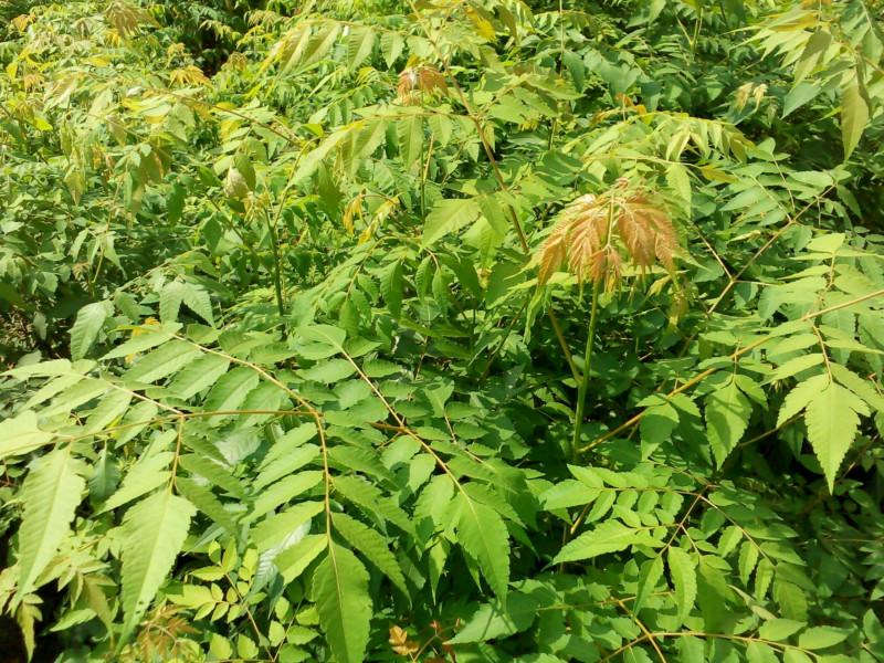 供應(yīng)浙江小苗欒樹(shù)小苗，無(wú)患子，茶花，桂花地戶直銷