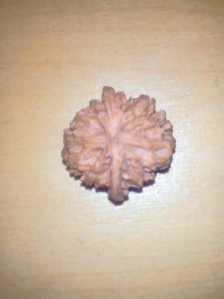 供應(yīng)3米麻核桃樹(shù)苗/2米麻核桃樹(shù)價(jià)格/山西麻核桃基地/賣麻核桃樹(shù)苗