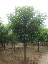 供應(yīng)重陽木的價格-安徽批發(fā)重陽木的價格-大量出售重陽木供貨商