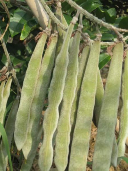 供應(yīng)賓陽好好牛大力