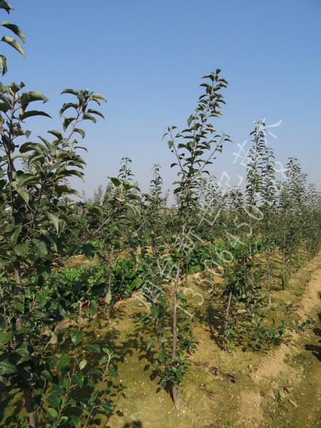 供應(yīng)煙臺占地蘋果樹，5公分蘋果樹，6公分占地用蘋果樹