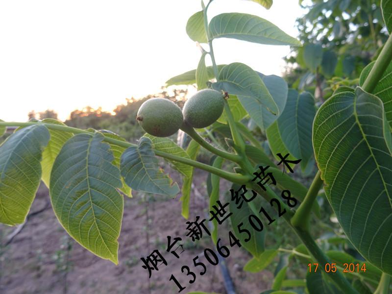 供應(yīng)煙臺(tái)8518核桃苗，嫁接煙臺(tái)核桃苗，煙臺(tái)核桃苗價(jià)格