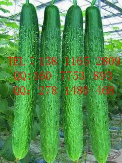 小黃瓜種子批發(fā)，進(jìn)口水果黃瓜種子報價，黃瓜種子價格