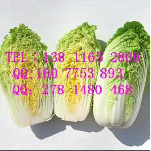 高產(chǎn)大白菜種子大白菜價(jià)格大白菜中農(nóng)天騰專賣