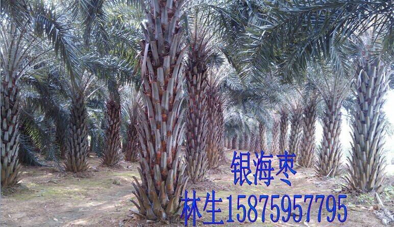 供應(yīng)用于綠化的海棗，湛江海棗價格，海棗批發(fā)價格