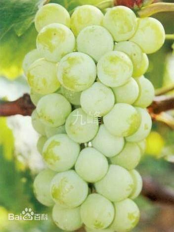 供應(yīng)本溪著色香葡萄苗，桓仁出售茉莉香葡萄苗