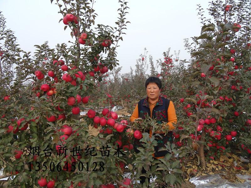 蘋果苗圖片