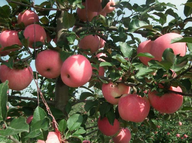 供應(yīng)蘋果苗柱狀蘋果紅將軍美國(guó)8號(hào)