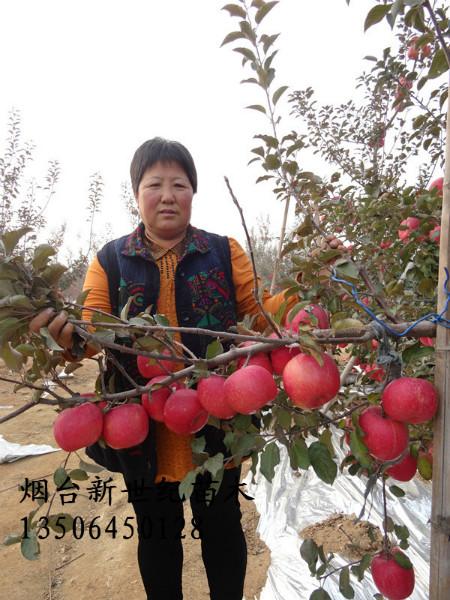 供应烟台苹果苗批发，烟台苹果苗批发基地