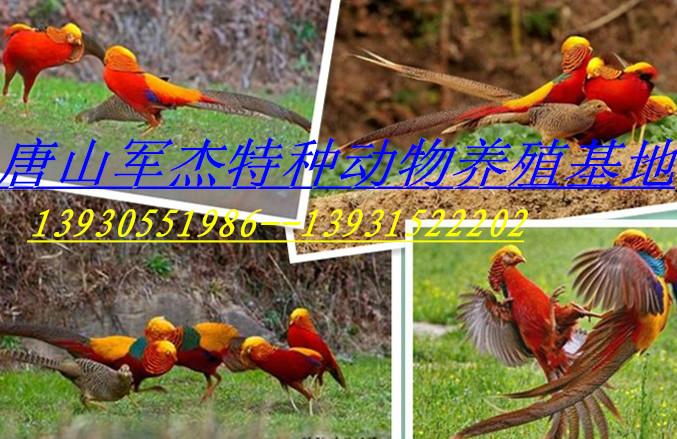 供應(yīng)山東紅腹錦雞養(yǎng)殖供應(yīng)山東紅腹錦雞養(yǎng)殖.山東紅腹錦雞批發(fā).山東紅腹錦雞供應(yīng)