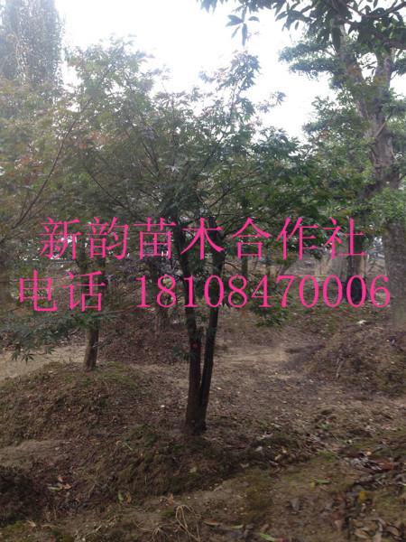 供應(yīng)日本紅楓,美國紅楓,紅楓樹樁