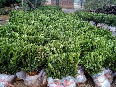 供應(yīng)用于種植的華南*家培育世紀(jì)紅柑橘果苗