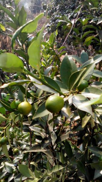 金橘小苗，紹興金橘小苗批發(fā)，金橘綠化苗 金桔小苗