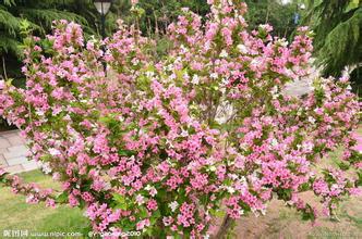 江蘇錦帶批發(fā)圖片