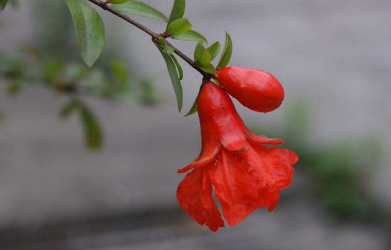 供應青島軟籽石榴苗，青島軟籽石榴苗基地批發(fā)，青島軟籽石榴苗價格