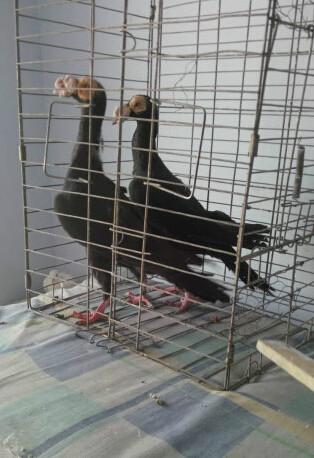 供應羊眼大鼻子花大鼻子