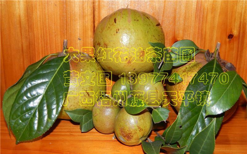 供應(yīng)廣西紅花油茶種子，批發(fā)廣西紅花油茶種子，廣西紅花油茶種子價(jià)格
