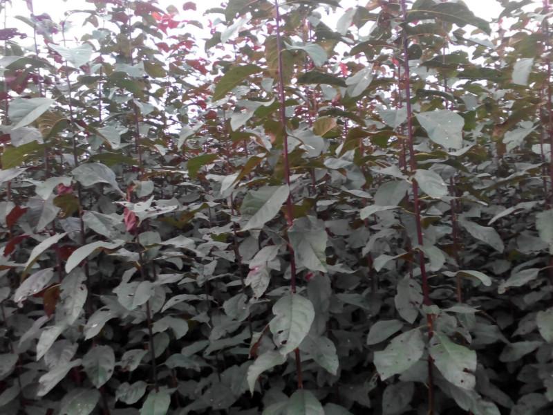 供應紫葉李小苗扦插苗，紫薇，紅楓，紅梅，櫻花，