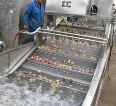 供應鼓泡式大棗清洗機價格