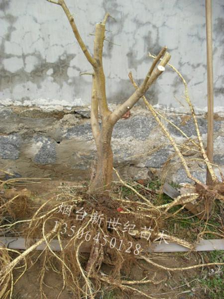 供應(yīng)桑葚大樹